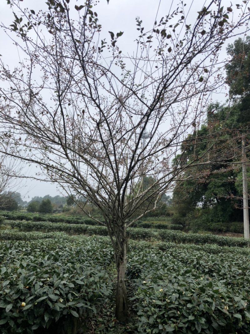 海棠长期供应独杆绞棒丛生（诚信经营以质量求生存