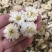 正宗黄山【贡菊】无硫纯净货保质保量…大量批发