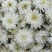 正宗黄山【贡菊】无硫纯净货保质保量…大量批发