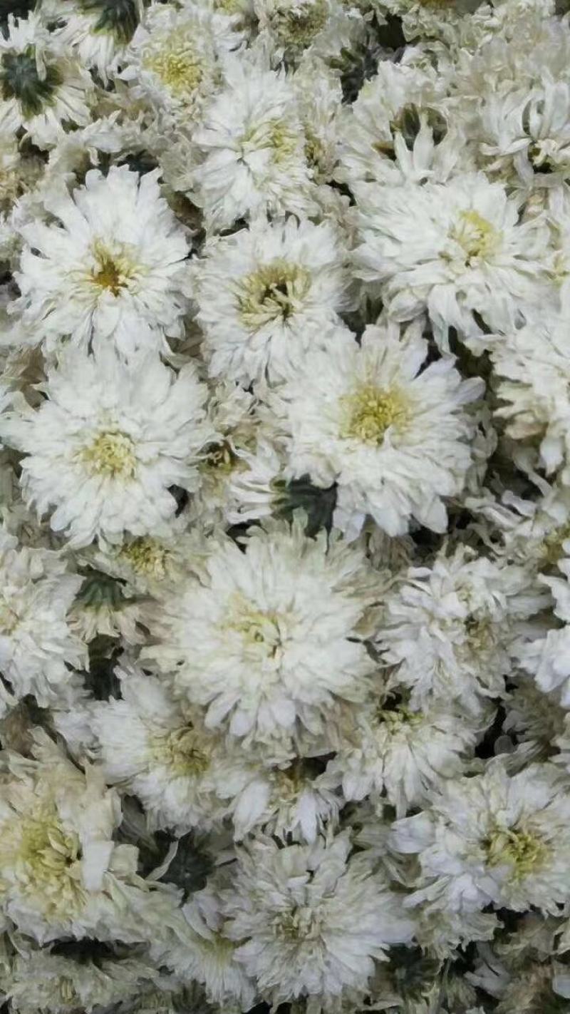 正宗黄山【贡菊】无硫纯净货保质保量…大量批发