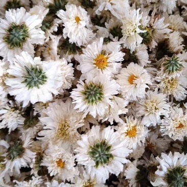 正宗黄山【贡菊】无硫纯净货保质保量…大量批发