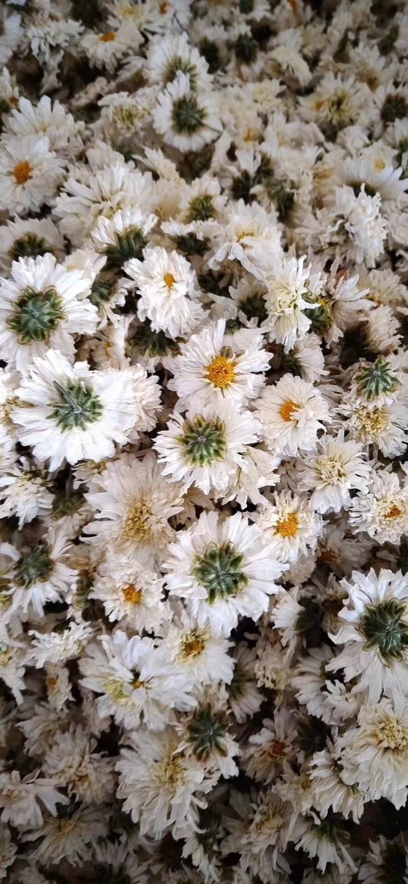 正宗黄山【贡菊】无硫纯净货保质保量…大量批发