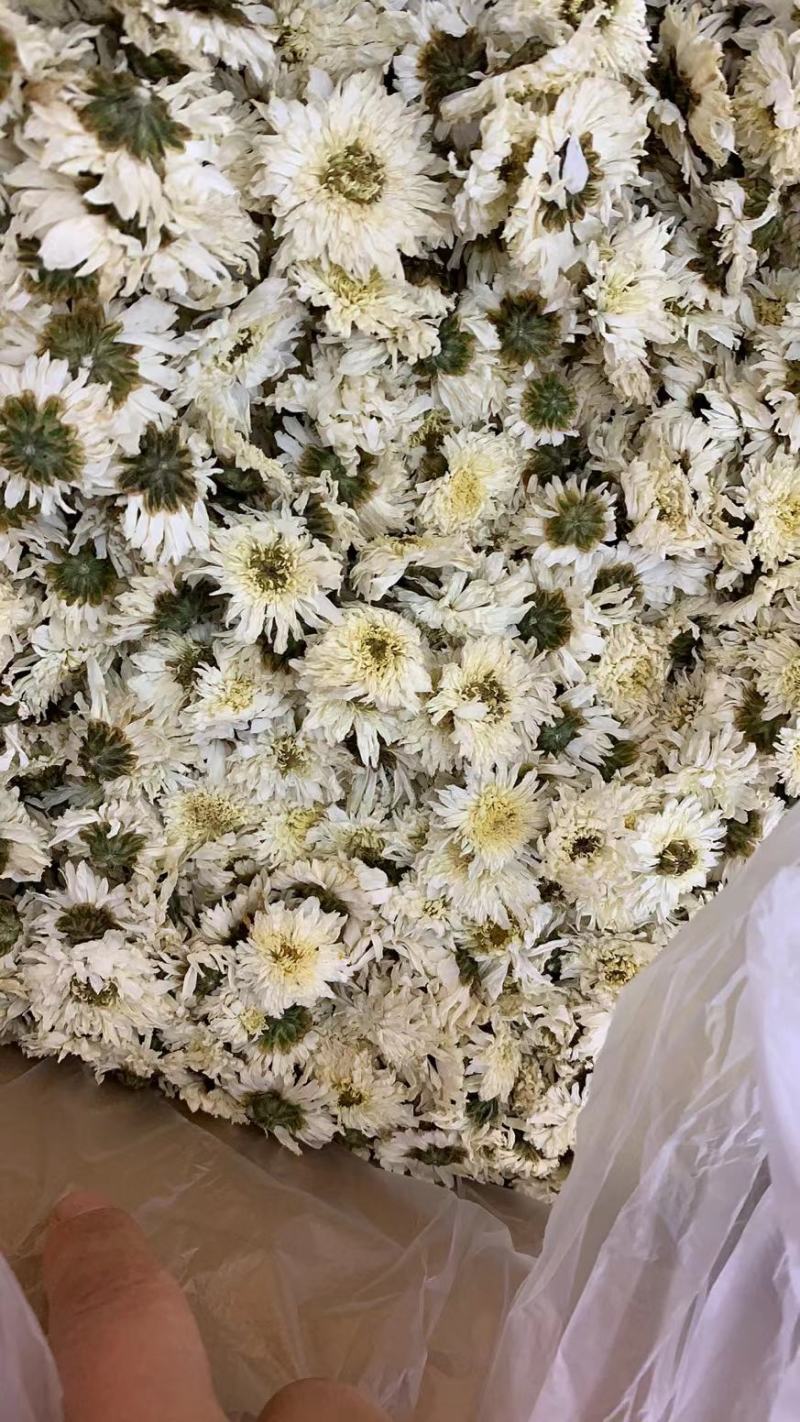 正宗黄山【贡菊】无硫纯净货保质保量…大量批发