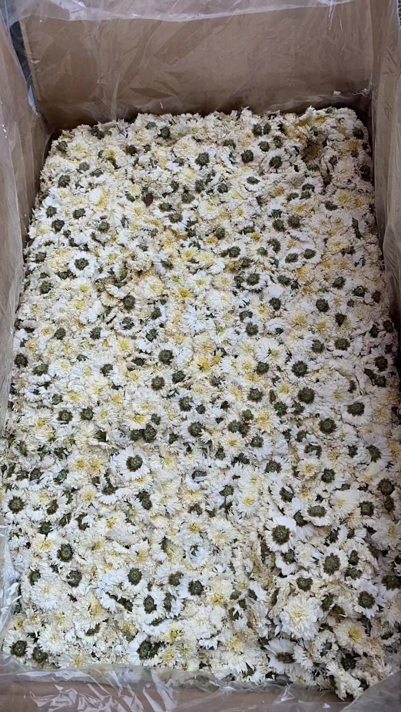 正宗黄山【贡菊】无硫纯净货保质保量…大量批发