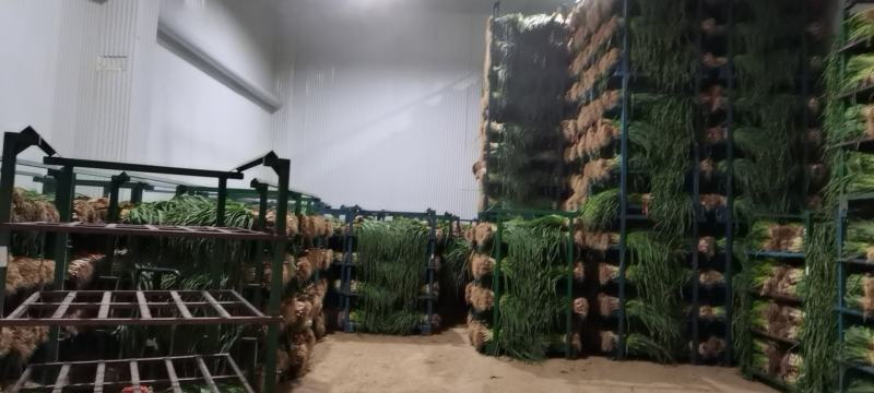 红根蒜苗大量上市，物美廉价