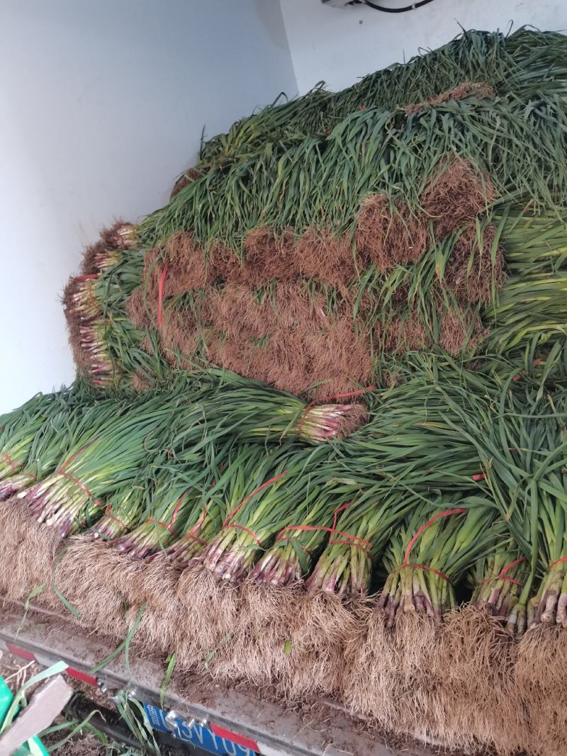 红根蒜苗大量上市，物美廉价