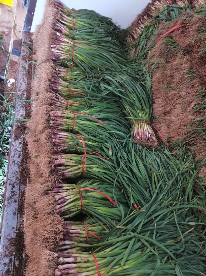 红根蒜苗大量上市，物美廉价