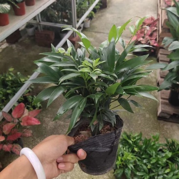 竹柏四季常青盆栽花卉净化空气竹柏盆栽