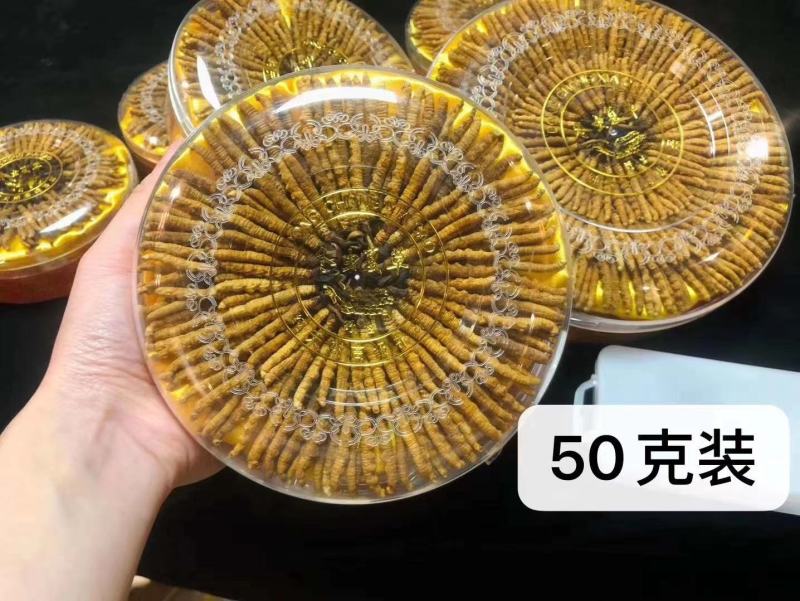 全国包邮西藏那曲虫草正品冬虫夏草高档精品礼盒