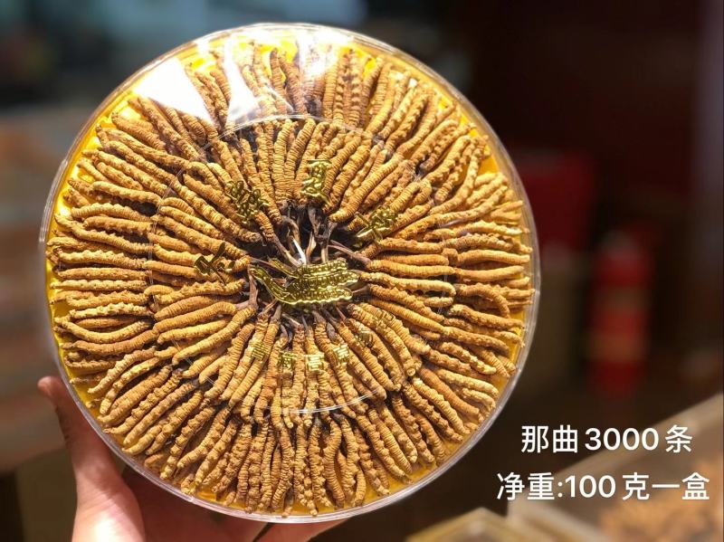 全国包邮西藏那曲虫草正品冬虫夏草高档精品礼盒