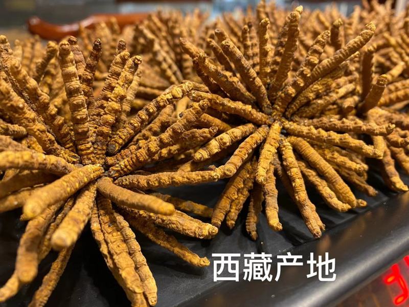 全国包邮西藏那曲虫草正品冬虫夏草高档精品礼盒