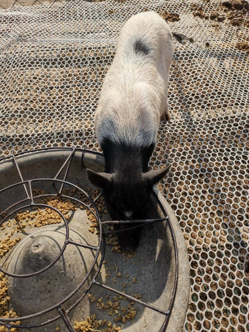 巴马香猪活体小香猪宠物猪香猪养殖香猪幼崽香猪活体