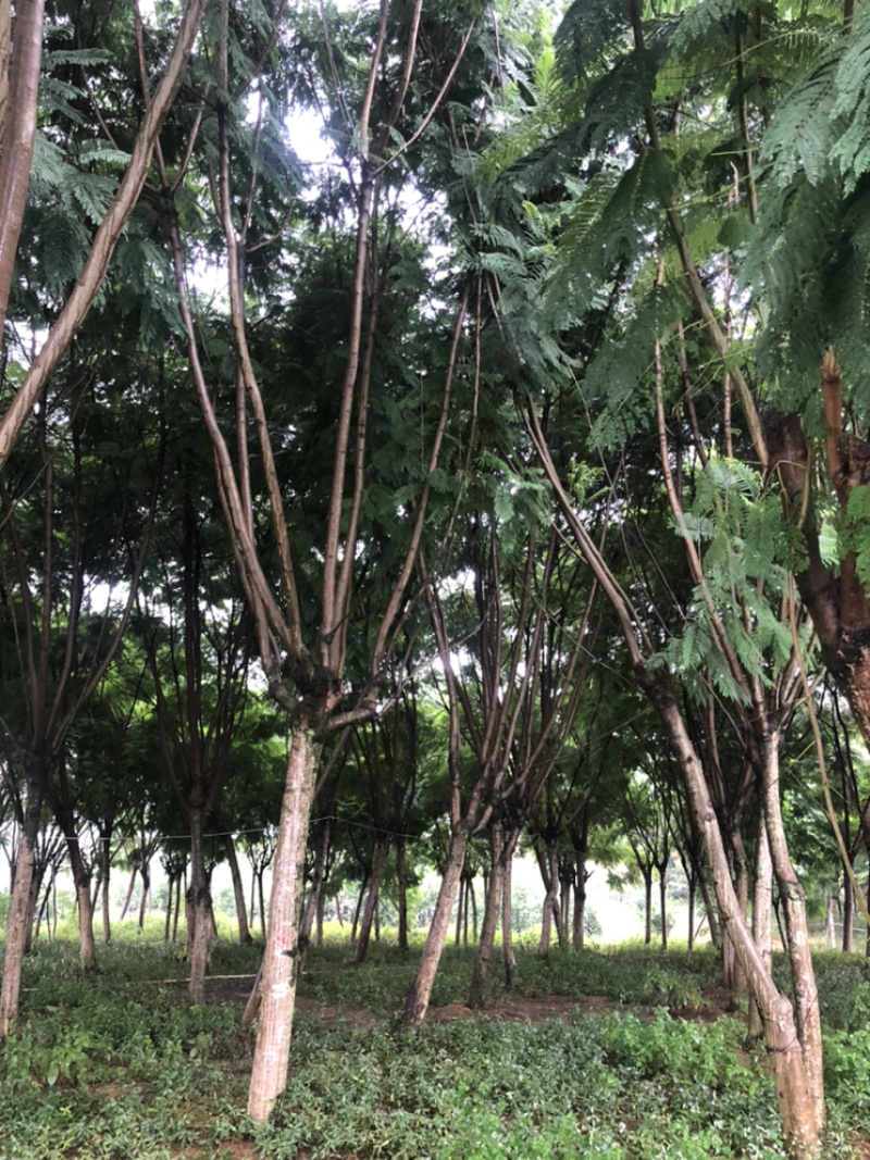蓝花楹（诚信经营以质量求生存）