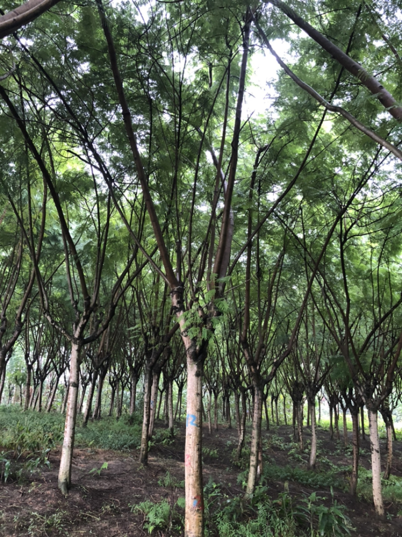 蓝花楹（诚信经营以质量求生存）