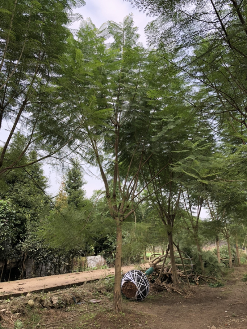 蓝花楹（诚信经营以质量求生存）