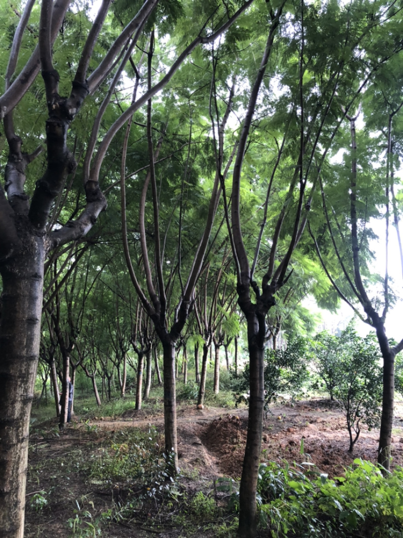 蓝花楹（诚信经营以质量求生存）