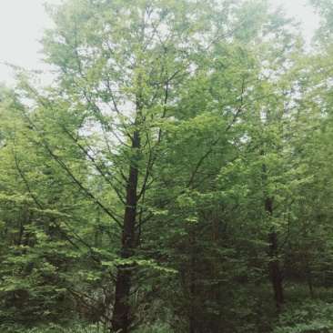水杉（诚信经营以质量求生存）