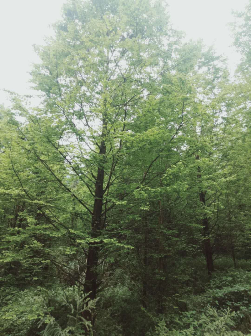 水杉（诚信经营以质量求生存）