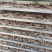 热销过千白勺中药材正品保证生白勺白勺片