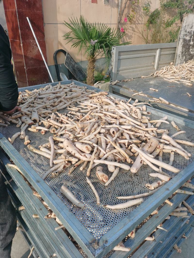 热销过千白勺中药材正品保证生白勺白勺片
