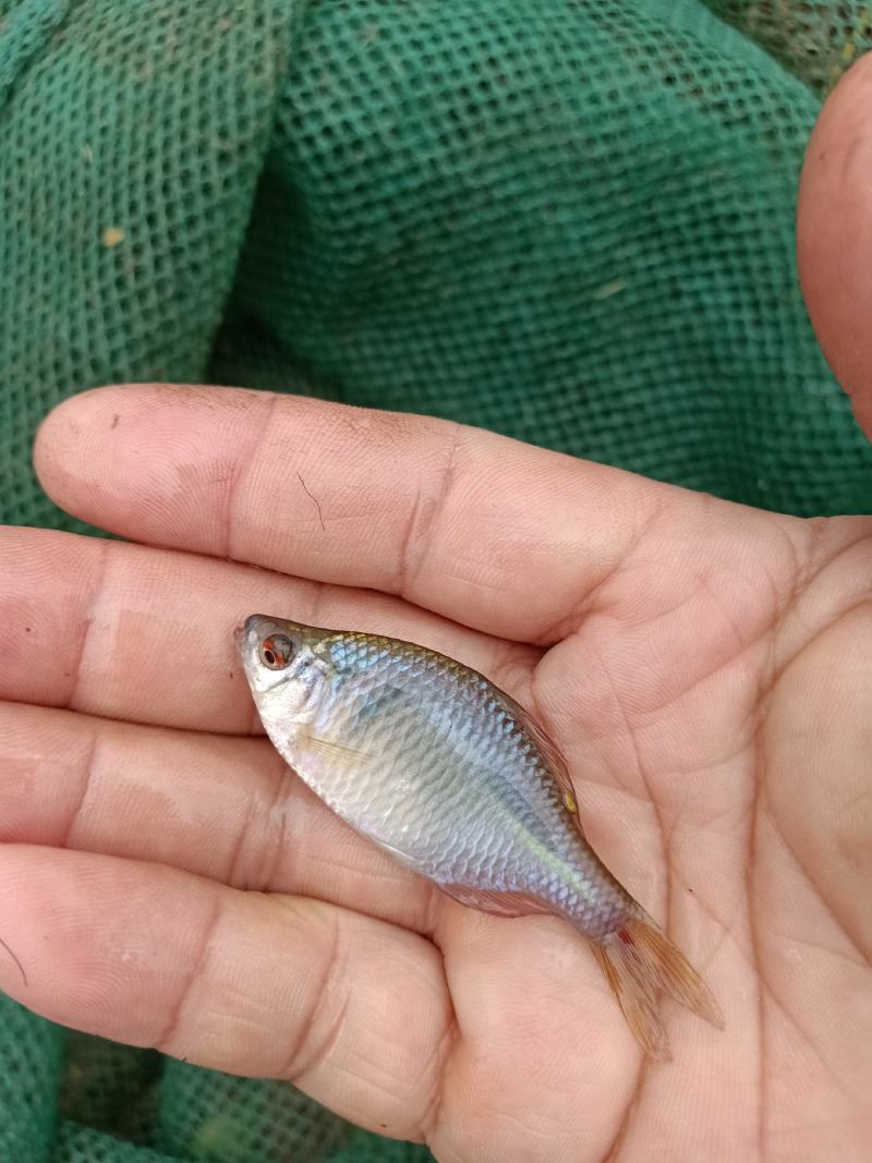 鳑鲏，色彩缤纷，自带发光，天然观赏鱼