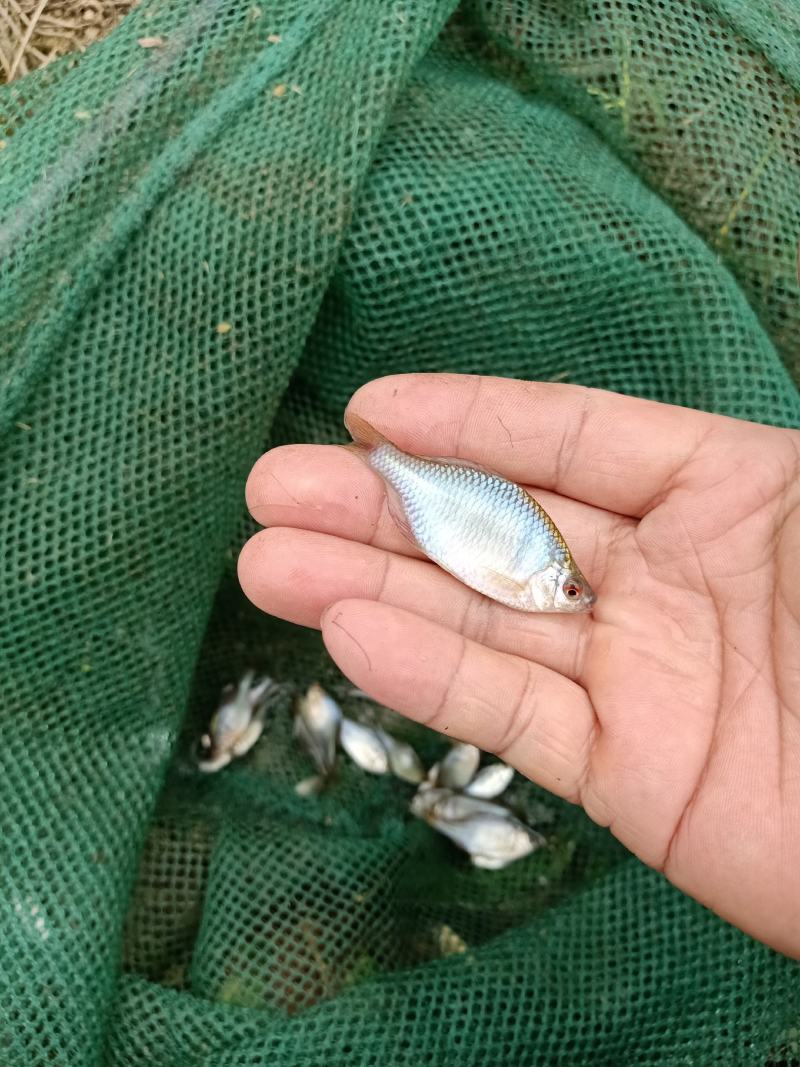鳑鲏，色彩缤纷，自带发光，天然观赏鱼