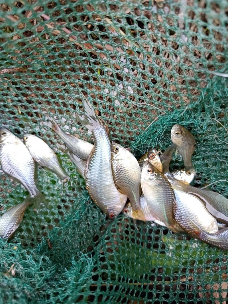鳑鲏，色彩缤纷，自带发光，天然观赏鱼