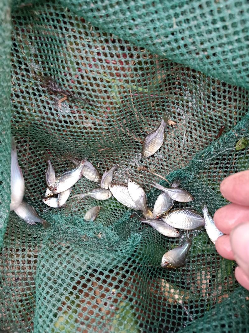 鳑鲏，色彩缤纷，自带发光，天然观赏鱼