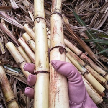 广西甘蔗木格白玉蔗玻璃脆甘蔗非黄皮甘蔗青皮甘蔗黑皮甘蔗