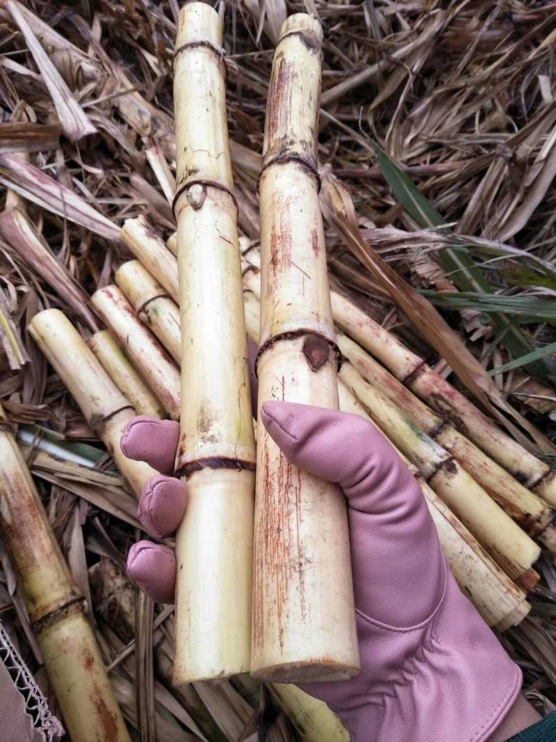 广西甘蔗木格白玉蔗玻璃脆甘蔗非黄皮甘蔗青皮甘蔗黑皮甘蔗