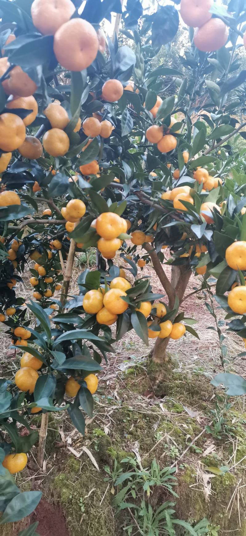 湖南湘西优质南丰密橘销售期