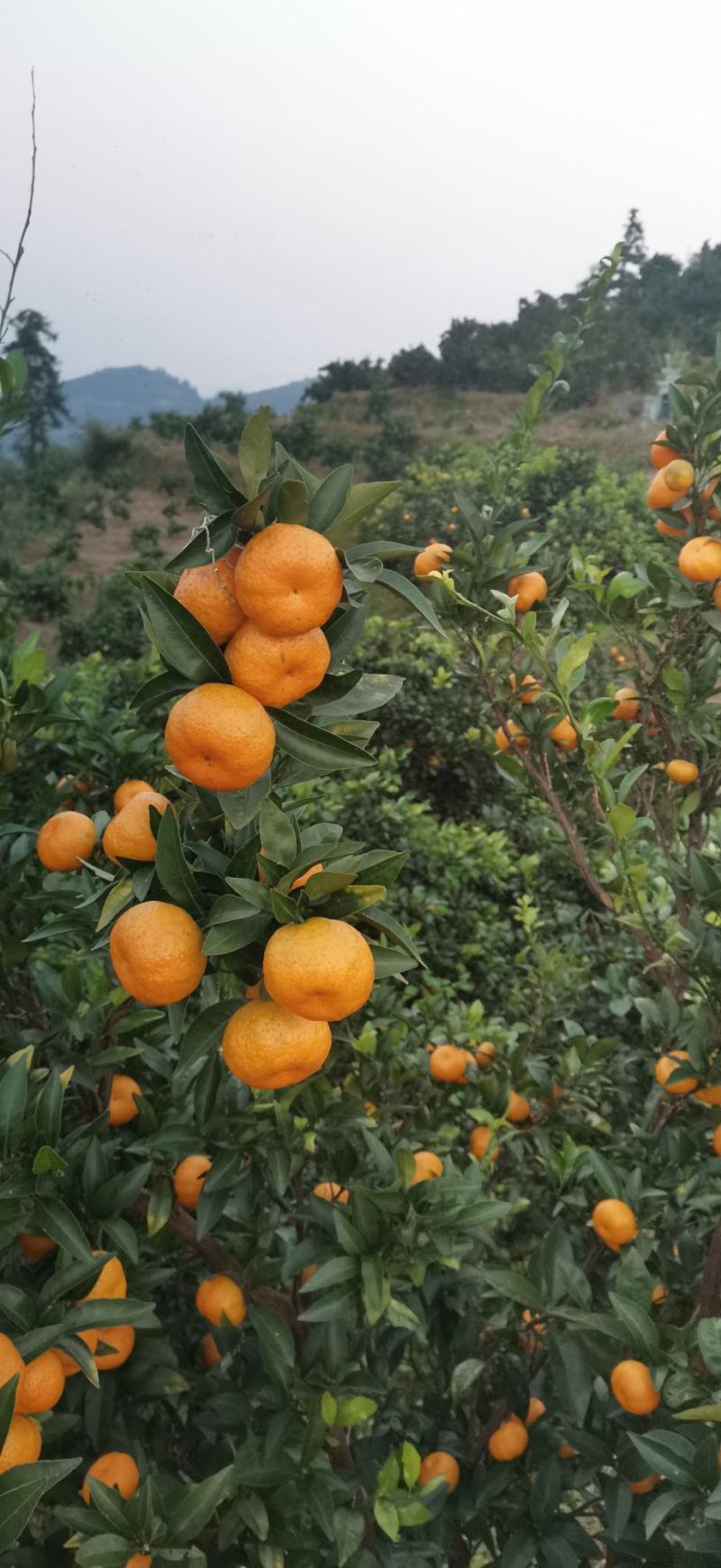 湖南湘西优质南丰密橘销售期