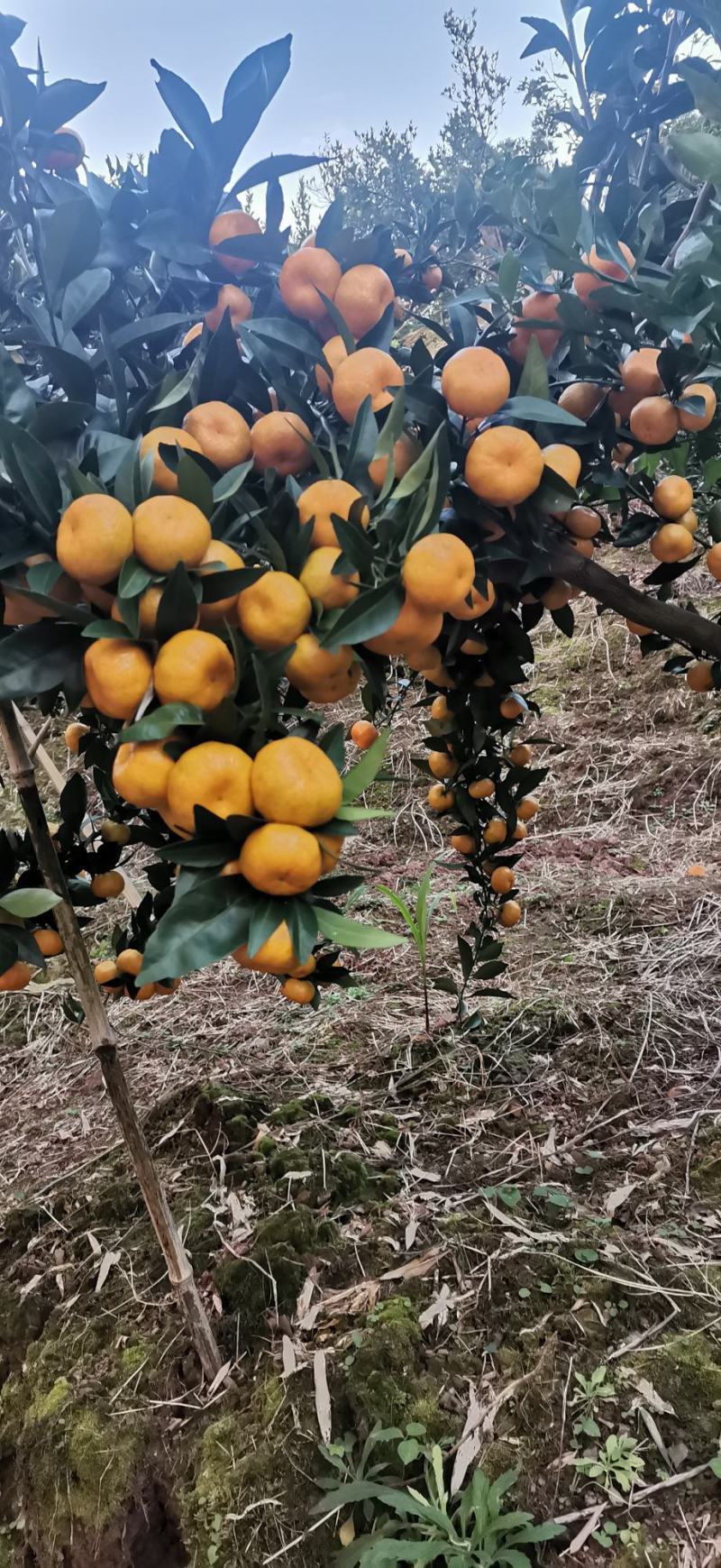 湖南湘西优质南丰密橘销售期