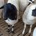 杜泊绵羊，全国各地都适合养殖，两只以上包发货。