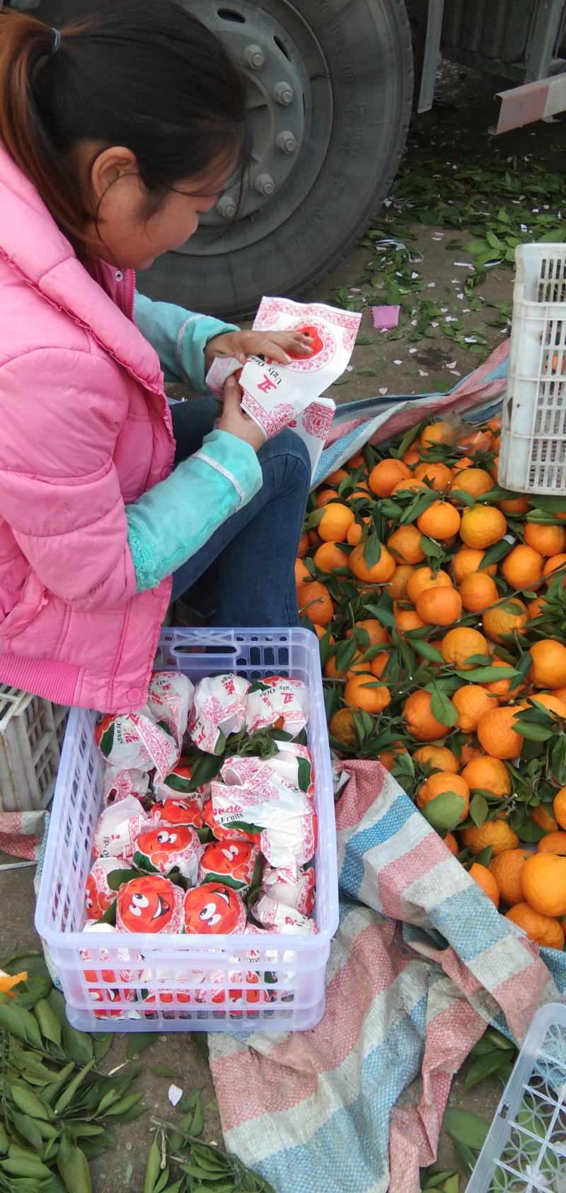 湖北十堰丹江口精品蜜橘大量上市。按规格釆摘，保证质量，