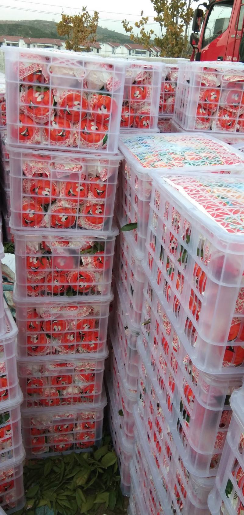 陕西汉中城固精品蜜桔大量上市。产地直供，按规格釆摘.超市，