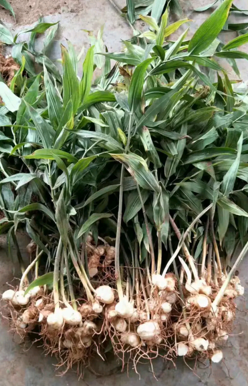 多花姜型滇黄精大苗大黄精种苗鸡头黄精保质保量