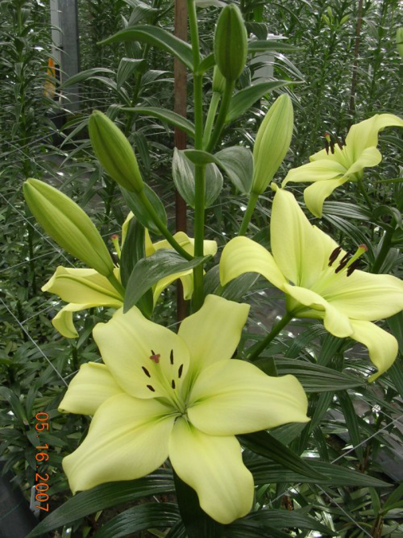 绿缘绿色百合花！新品种！淡淡的香味，芳香美丽扑鼻。