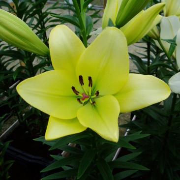 绿缘绿色百合花！新品种！淡淡的香味，芳香美丽扑鼻。