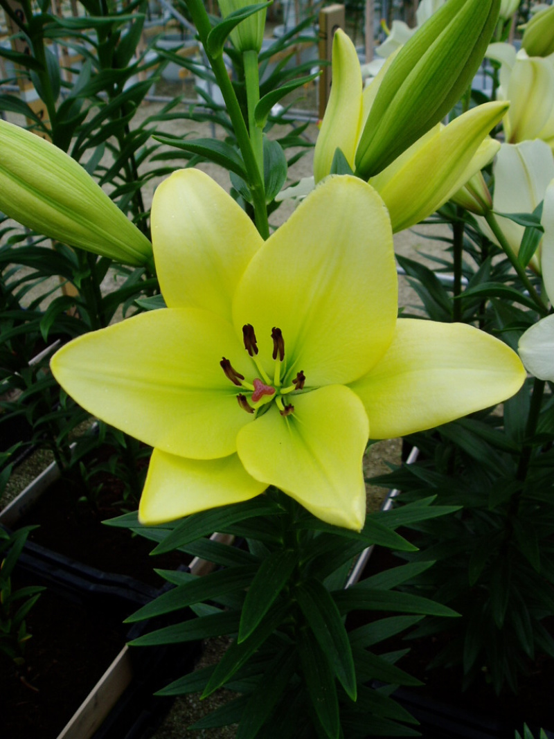 绿缘绿色百合花！新品种！淡淡的香味，芳香美丽扑鼻。