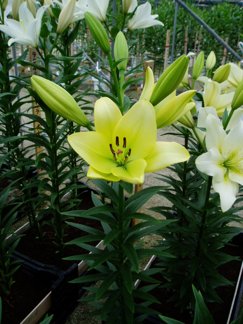 绿缘绿色百合花！新品种！淡淡的香味，芳香美丽扑鼻。