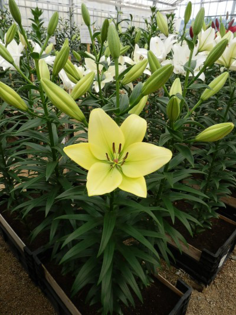 绿缘绿色百合花！新品种！淡淡的香味，芳香美丽扑鼻。