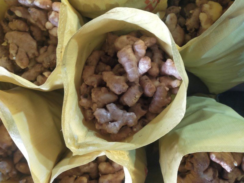 常年大量供应（姜母*姜巴）品质保证*货源充足