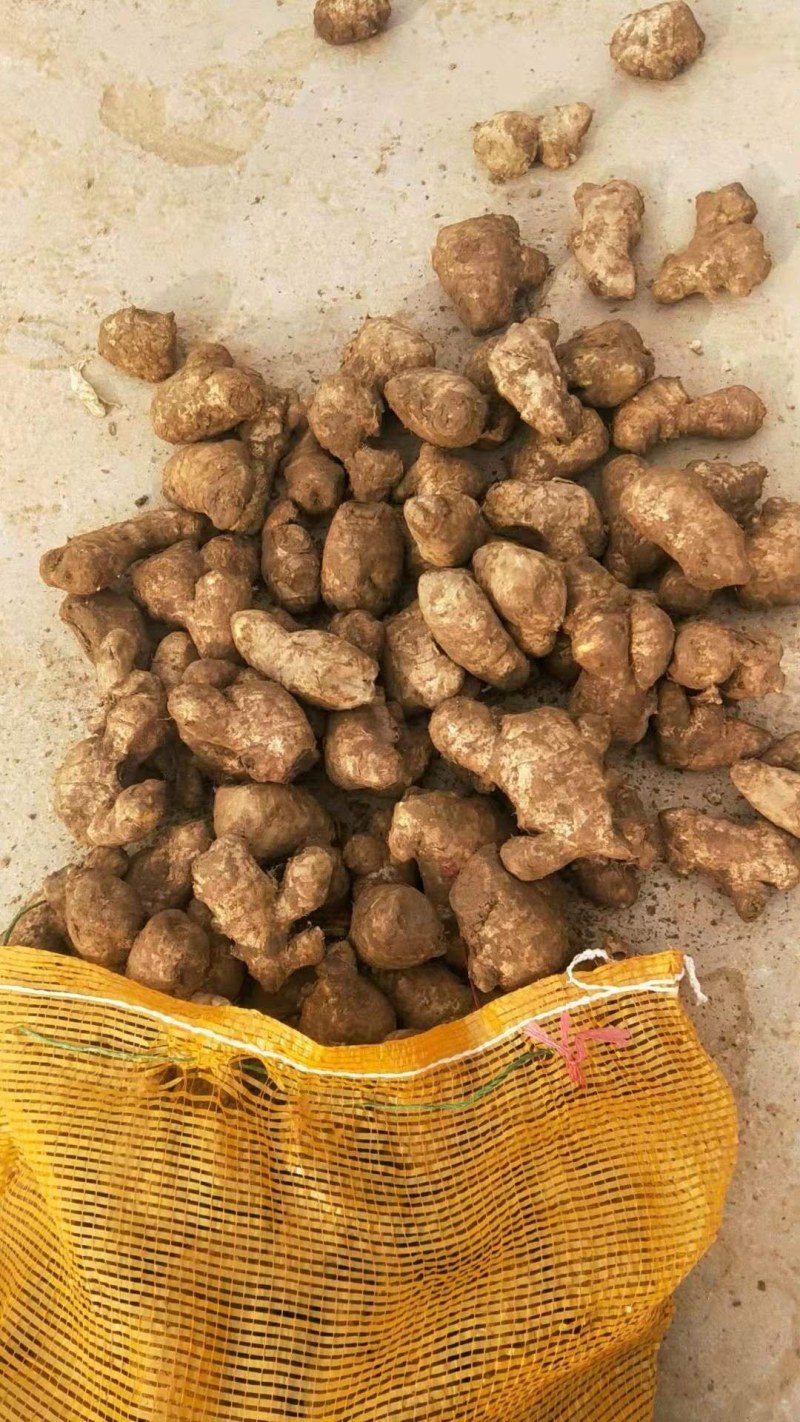 常年大量供应（姜母*姜巴）品质保证*货源充足