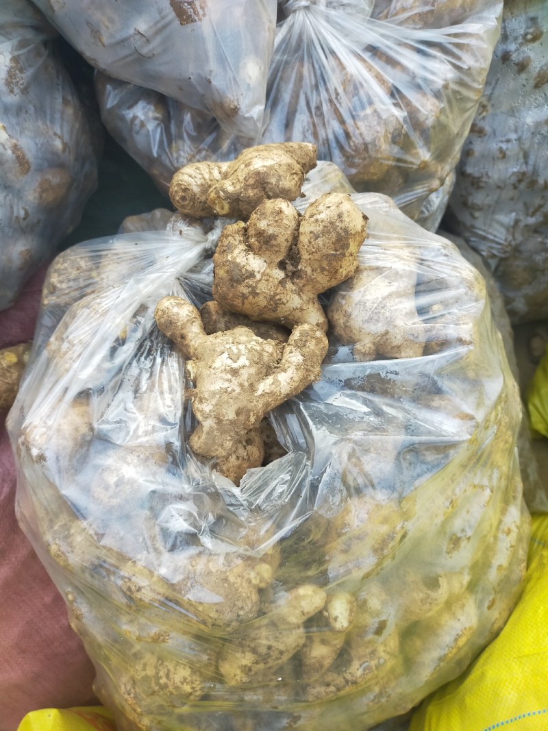 常年大量供应（姜母*姜巴）品质保证*货源充足