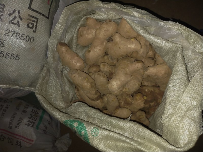 常年大量供应（姜母*姜巴）品质保证*货源充足