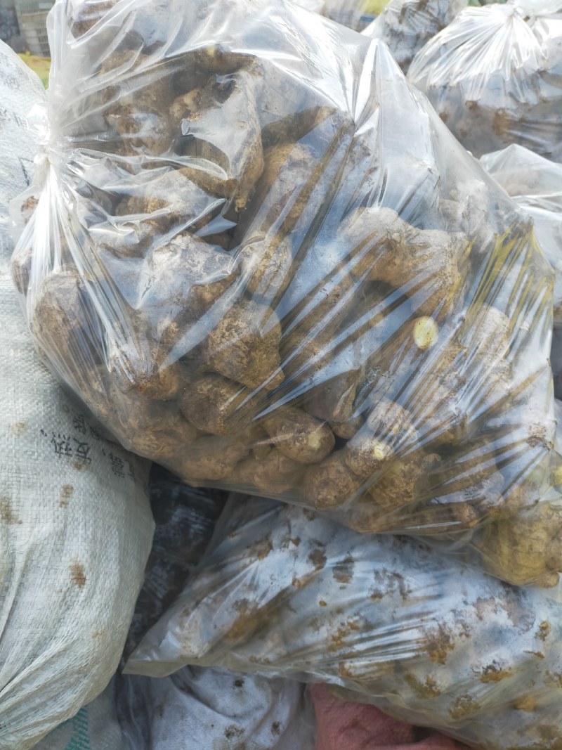 常年大量供应（姜母*姜巴）品质保证*货源充足