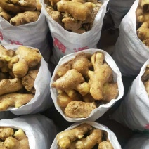常年大量供应（姜母*姜巴）品质保证*货源充足