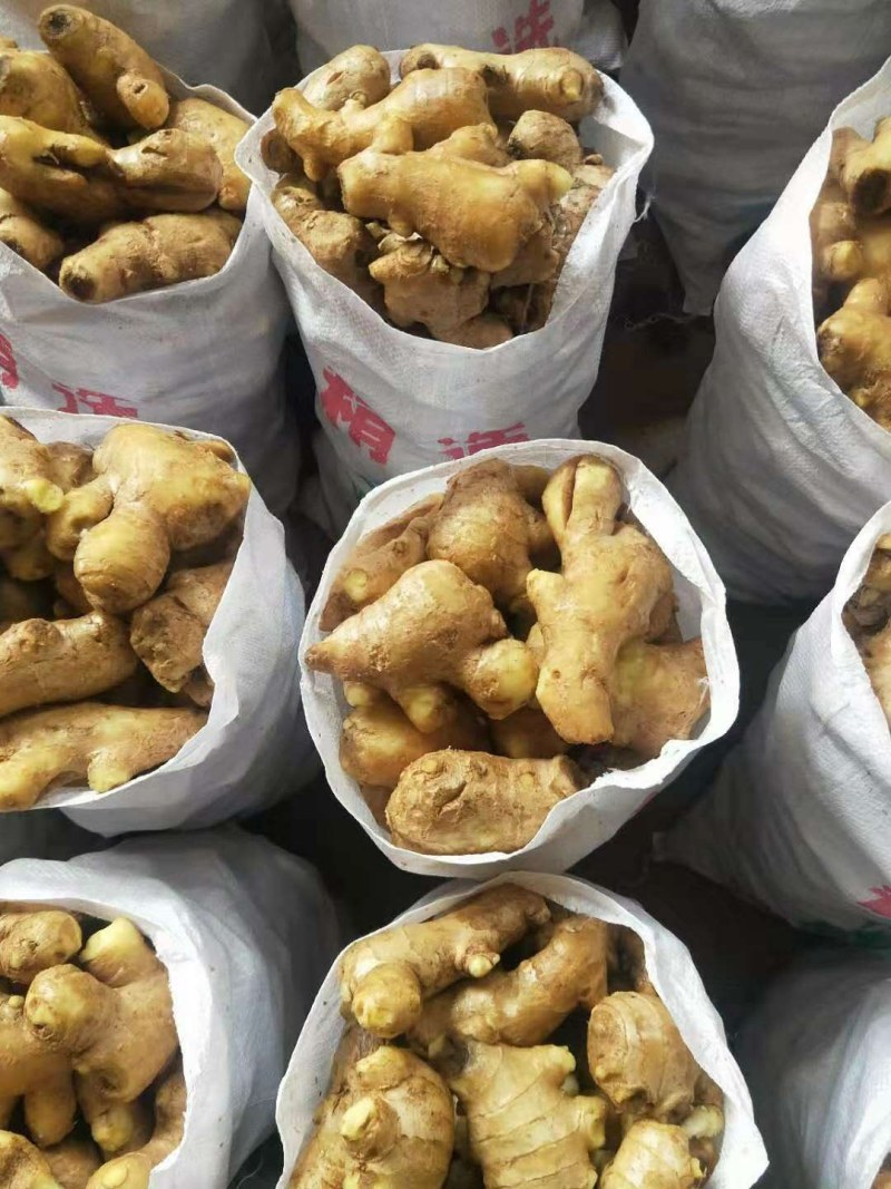 常年大量供应（姜母*姜巴）品质保证*货源充足