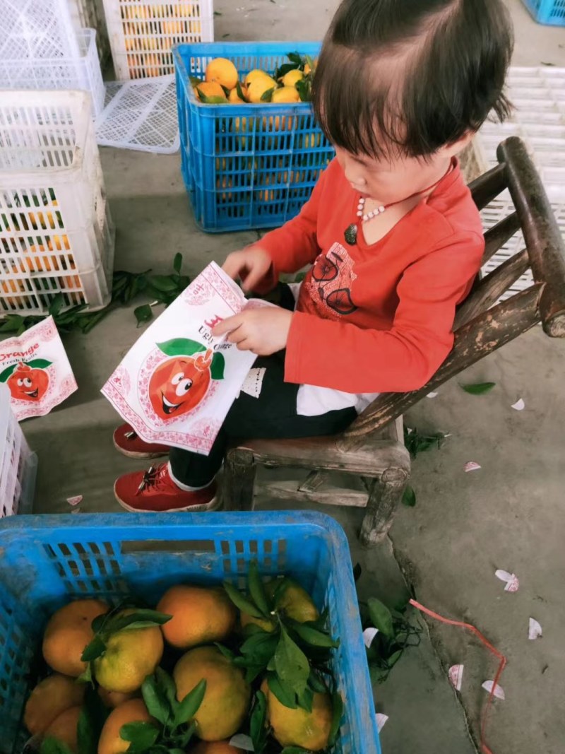 不知火丑桔耙耙柑丑八怪颜色全黄入口化渣口味纯甜果园看货
